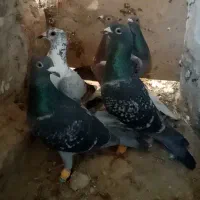 کفتر پرشی آلمانی