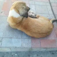 واگذاری سگ نژاد دار