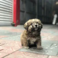 سگ شیتزو تریر