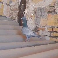 طوقی ساده کاکلی طاووسی صید کفتربوم