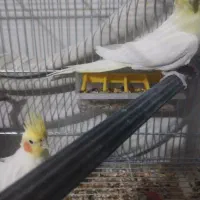 قفس بزرگ|پرنده|نجف‌آباد, شهدای غربی|دیوار