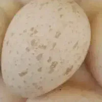 تخم بوقل65000