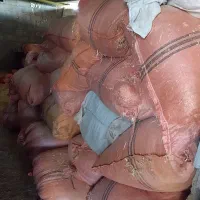 میش و کاه|حیوانات مزرعه|دهدشت, |دیوار