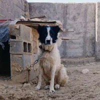 واگذاری سگ|سگ|برخوار, |دیوار