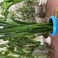 گلهای طبیعی آپارتمانی فریمان|گل و گیاه طبیعی|فریمان, |دیوار