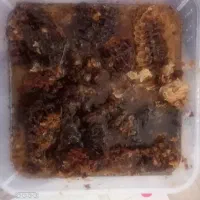 عسل|خوردنی و آشامیدنی|ناغان, |دیوار