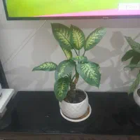 فروش گل آپارتمانی|گل و گیاه طبیعی|سراب, |دیوار