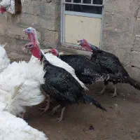 بوقلمون بیوتی محلی وخرت دوسال