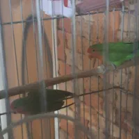 طوطی برزیلی بالغ