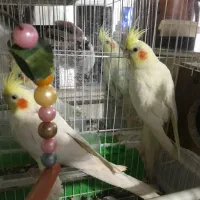 عروس هلندی جفت|پرنده|مشهد, شهرک مهرگان|دیوار