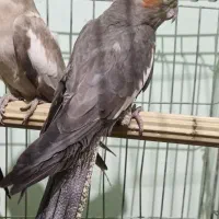 عروس هلندی ماده