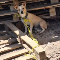 سگ نر و ماده