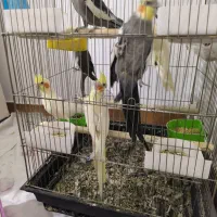 طوطی عروس هلندی|پرنده|محمدیه-قزوین, |دیوار