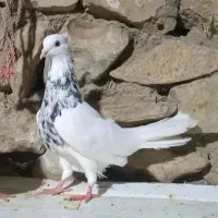 طوقی