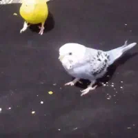 مرغ عشق|پرنده|میرجاوه, |دیوار