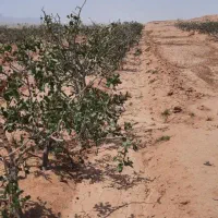 حراج باغ پسته|فروش زمین و ملک کلنگی|کاشمر, |دیوار