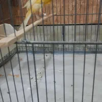 قناری رسمی بلند نر