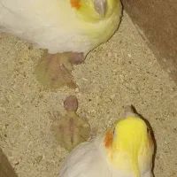 عروس هلندی