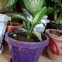 گل دیفن خوشکل وشاداب|گل و گیاه طبیعی|فیروزآباد (فارس), |دیوار