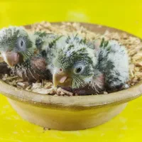 جوجه راهب سبز سرلاکی|پرنده|قم, شهرک قدس|دیوار