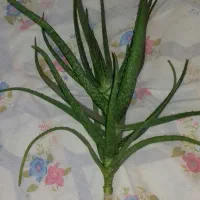 گیاه آلوورا