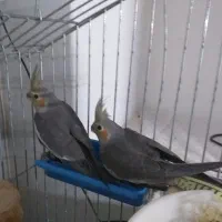 عروس هلندی تازه دون خور وآماده تربیت وآموزش|پرنده|برخوار, |دیوار