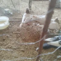 سینه ای|پرنده|دره شهر, |دیوار