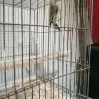 سهره جوجه نر|پرنده|بومهن, |دیوار