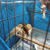 قناری ماده اماده سلام