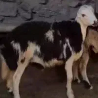 بره قوچ پلنگی