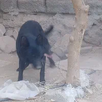 سگ ژرمند بلک