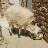 بره نره دورگ افشار