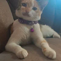 گربه گمشده|حیوانات|لنگرود, |دیوار