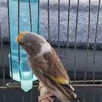 سهره قناری طوق دار