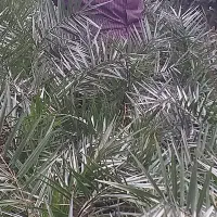 فروش انواع نهال و گل|خدمات باغبانی و درختکاری|نشتارود, |دیوار