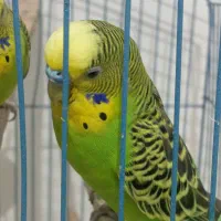 مرغ عشق سرحال|پرنده|سردشت, |دیوار