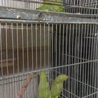 جوجه های ملنگو ..عروس ..برزیلی