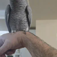 کاسکو رام اهلی سخنگو