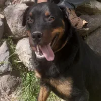 رتوایلرگمشده، پاداش قابل توجه برای برگشت