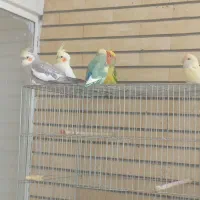 پرنده|پرنده|فلاورجان, |دیوار