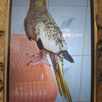 عروس هلندی گم شده