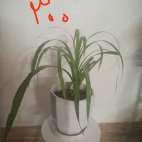 تعدادی گل طبیعی.گل یوکا بنسای.سرحال|گل و گیاه طبیعی|شاهرود, |دیوار