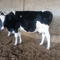 گاو زایده|حیوانات مزرعه|قوچان, |دیوار