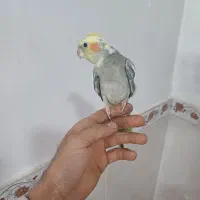 عروس هلندی سخنگو