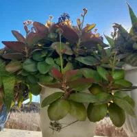 فروش گلهای خانگی و آپارتمانی