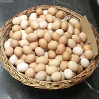 تخم مرغ محلی