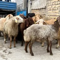 گوسفند جلو درب قصاب ترازو برقی دقیق|حیوانات مزرعه|تهران, جوادیه تهرانپارس|دیوار