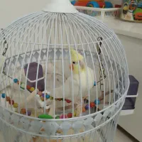 عروس هلندی نر
