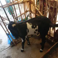 سراوان اسپیچ|حیوانات مزرعه|سراوان, |دیوار