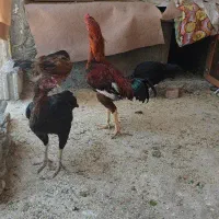 مرغ و خروس لاری|حیوانات مزرعه|کلیبر, |دیوار